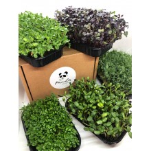 Набір для вирощування мікрозелені Panda microgreen на 7 врожаїв (ТОП 7 видів культур)